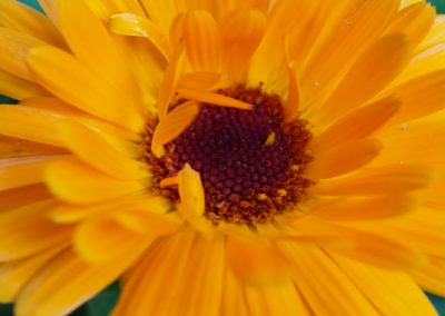 formation naturopathie toulouse